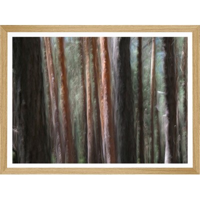 Pinus Sylvestris S7