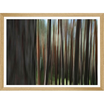 Pinus Sylvestris S6