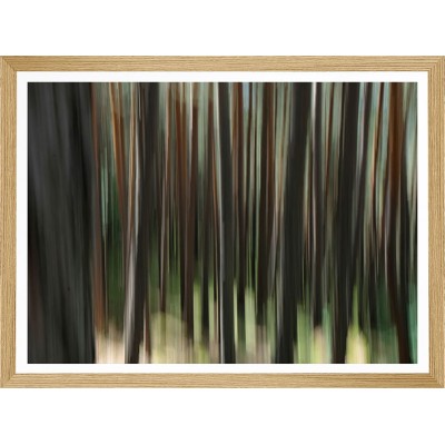 Pinus Sylvestris S5